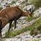 Chamois femelle ( Faune du Mt Ventoux -ch 30)