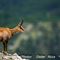 Chamois femelle ( photo chamois du Ventoux - ch26)