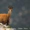 Chamois (femelle - ch 210)