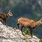 Chamois femelle et son chevreau (ch6)