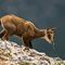 Jeune chamois ( Mont Ventoux - 255 ) 