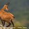 Chamois femelle ( Mont Ventoux - ch 254)