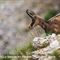 Chamois femelle ( Faune du Mont Ventoux - ch32)