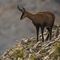 Chamois femelle ( ch34)