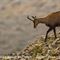 Chamois femelle ( pelage estival - ch 67)