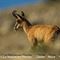 Chamois mâle ( Ongulés du Mont Ventoux -ch5)