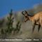 Chamois mâle adulte ( faune Mont Ventoux - ch 257)