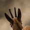 Chamois ( ch 275)