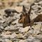 Jeune chamois dans les pierriers du versant nord ( Ventoux - ch 219)