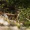 Jeune Chamois ( ch291)