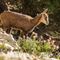 Jeune Chamois ( ch294)