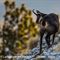 Chamois ( ch 243)