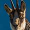 Portrait de chamois femelle ( ch 73)