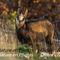 Chamois (ch 285)