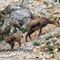 Chamois (Femelle et son cabri - ch293)