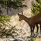 Chamois ( ch 277)