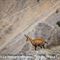 Chamois, Combe de Font Fiole (Mont Ventoux - femelle et son cabri - ch 229)