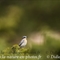 Traquet Motteux ( Mâle plumage automnal - OV394) 