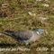 Pigeon Ramier (OV79)
