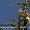Epervier d'Europe (Femelle - Rapace du Mt Ventoux - OV25)