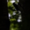 Pic Noir (OV449)