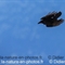 Grand Corbeau ( OV471)