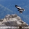 Grand Corbeau ( OV473)
