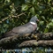 Pigeon Ramier ( OV359)