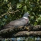 Pigeon Ramier ( OV359)