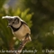 Mésange Huppée (OV386)