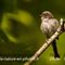 Mésange à Longue Queue (Juvénile - OV315)