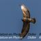 Buse Variable (Rapace Mt Ventoux - OV243)