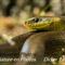 un des reptiles présent dans le Mont Ventoux (D43)