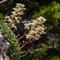 Saxifrage à Feuilles Epaisses (Saxifraga callosa - B1 )