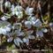 Anémone Hépatique  ici en livrée blanche  ( Anemone Hepatica - B 1)