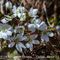 Anémone Hépatique  ici en livrée blanche  ( Anemone Hepatica - B 1)