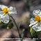 Hélianthème des Appenins ( Helianthemum apenninum - B 1 )