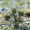 Panicaut Epine Blanche ( Eryngium spinalba - B1 )