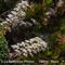 Saxifrage à Feuilles Epaisses (Saxifraga callosa - B5 )