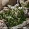 Sabline à Grandes Fleurs ( Arenaria grandiflora - B3 )