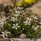 Sabline à Grandes Fleurs ( Arenaria grandiflora - B2 )