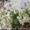 Astragale Austral ( Astragalus australis -MV - B2)
