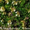 Germandrée des Montagnes (Teucrium montanum - B2)