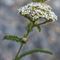 Achillée Millefeuille (Achillea millefolium - B1)