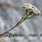 Achillée Millefeuille (Achillea millefolium - B3)
