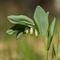 Sceau de Salomon ( Polygonatum multiflorum - B 3)