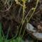 Saxifrage granulé (Saxifraga granulata B1 )
