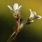 Saxifrage granulé (Saxifraga granulata B2 )