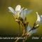 Saxifrage granulé (Saxifraga granulata B6 )