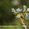 Saxifrage granulé (Saxifraga granulata B3 )